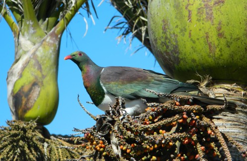 kereru / NZ wood pigeon / kukupa